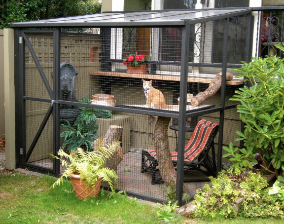 Katt som sitter i en inhängnad utomhusplats.